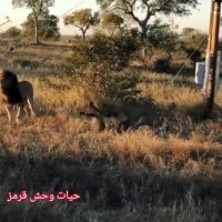 شکار کفتار توسط شیر