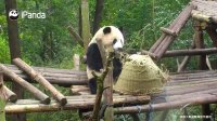 پاندای بامزه  The Best Present That A Panda Can Ever Have | iPanda