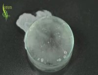 واکنش شیمیایی کریستالیزاسیون نیترات پتاسیم