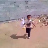 حمله مرغ و خروس ها