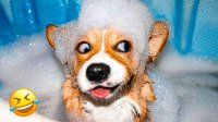 کلیپ طنز از سگ های خانگی