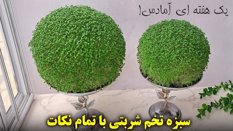 طرز تهیه سبزه عید فوری در 7 روز بدون کپک - سبزه تخمه شربتی