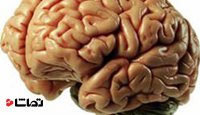 27 واقعیت جالب درباره مغز انسان