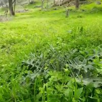 #طبیعت بکر و دیدنی طارم روستای چلوار محله (گیلانکشه)