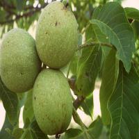 نهال گردوی پکان  09124482642