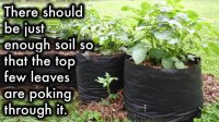 Believe It Or Not, This Can Grow Tons Of Potatoes in a Trash Bag
