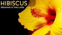 تایم لپس شگفت انگیز از شکفتن گل ختمی ( هیبیسکوس )