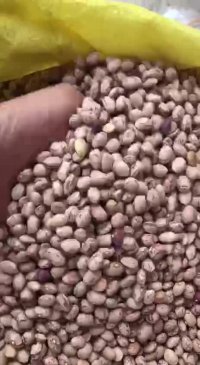 لوبیا چیتی دستچین خمین