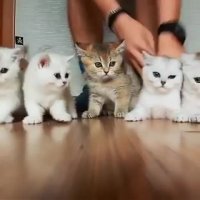 یه مشت گربه