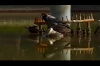 این کلاغ باهوش ایرانی ماهی شکار می‌کند!