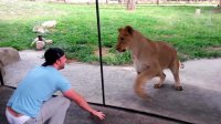 How to play with lions at the zoo
