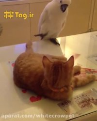 گربه بازیگوش که سر به سر طوطی می گذار