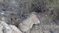 پلنگ ایرانی به همراه سه توله اش در منطقه شکار ممنوع سواد کوه