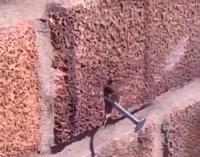 زنبوری که میخ را از دیوار بیرون می کشد!