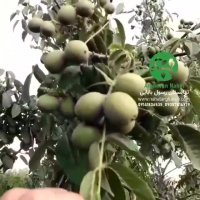 باردهی سال پنجم گردو چندلر پیوندی در نهالستان ارغوان نهال