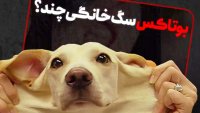 بوتاکس و عمل زیبایی بینی سگ هم رسید!