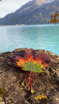 کلیپ زیبای پاییزی برای وضعیت واتس اپ