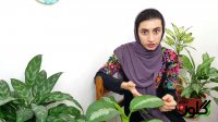 آموزش باغبانی - گیاهان آپارتمانی- هر آنچه نیاز است در مورد آگلونما بدانید...