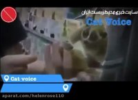 ویدیوى شكنجه اى كه تا حالا نمیدانستید!!