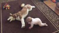 Husky plays with this baby in the most cautious way