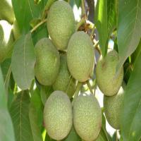 خرید نهال گردوی پکان  02166462302