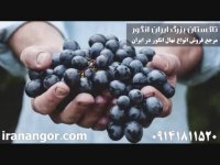 فروش نهال انگور (7) در تاکستان ایران انگور 09141811520