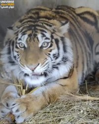 غرش ببر ماده برای محافظت از توله هایش