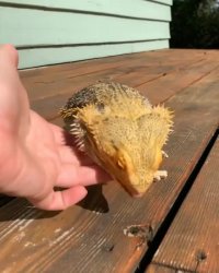 نمی‌فهمه قابل خوردن نیست