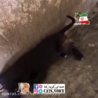 واسه من همین جمله كافیه بگى تادلواپس گریه وهق وهقم بودى