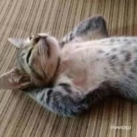 کلیپ خنده دار نوروز کرونایی چگونه گذشت