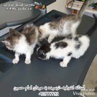 مطب دامپزشکی دکتر شمس نصرتی در آستانه اشرفیه