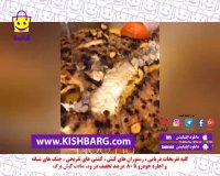 طرز تهیه ماهی در کیش،آموزش آشپزی ماهی،غذای دریایی