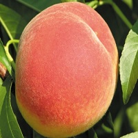 خرید هلو شناسنامه دار 09124482642