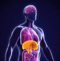 تنفس دیافراگمی