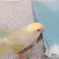 نظرتون درباره الگوسازی این کوچولوی زیبا در صنعت مد چیه؟