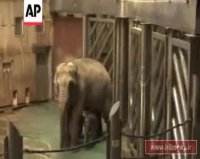 بچه فیل جدید