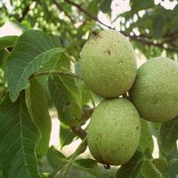 فروش چندلر شناسنامه دار 09121270623