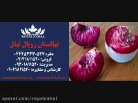 ارقام نهال هلو 09141811520