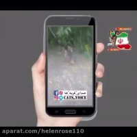 حمله گربه مادر خانگى براى دفاع از فرزندش به سگ