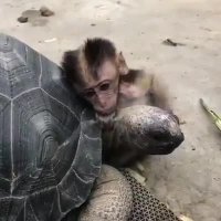 دوستی جالب لاک پشت و بچه میمون