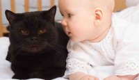 کلیپ دیدنی از نوزادان و گربه های خانگی