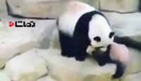 بچه داری و از پاندا یاد بگیرید!