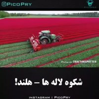 لاله ی هلندی