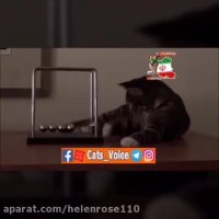 چرا گربه ها بهترین گزینه به عنوان حیوان خانگی هستند؟؟