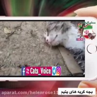 بچه گربه هاى یتیم