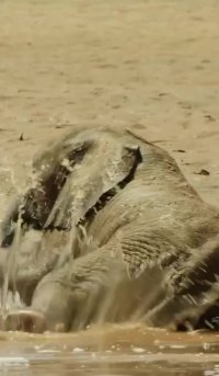 بچه فیل‌های دست و پا چلفتی