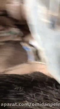 دستگاه پلت پلتایزر پرس پلت مخصوص خوراک دام وطیور09124090228