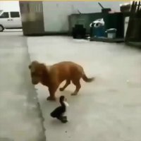 جواد خواجوی - بچه ی کنجکاو