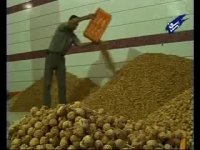 مستند انجیر