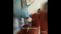 Parrot gives kisses to new teddy bear